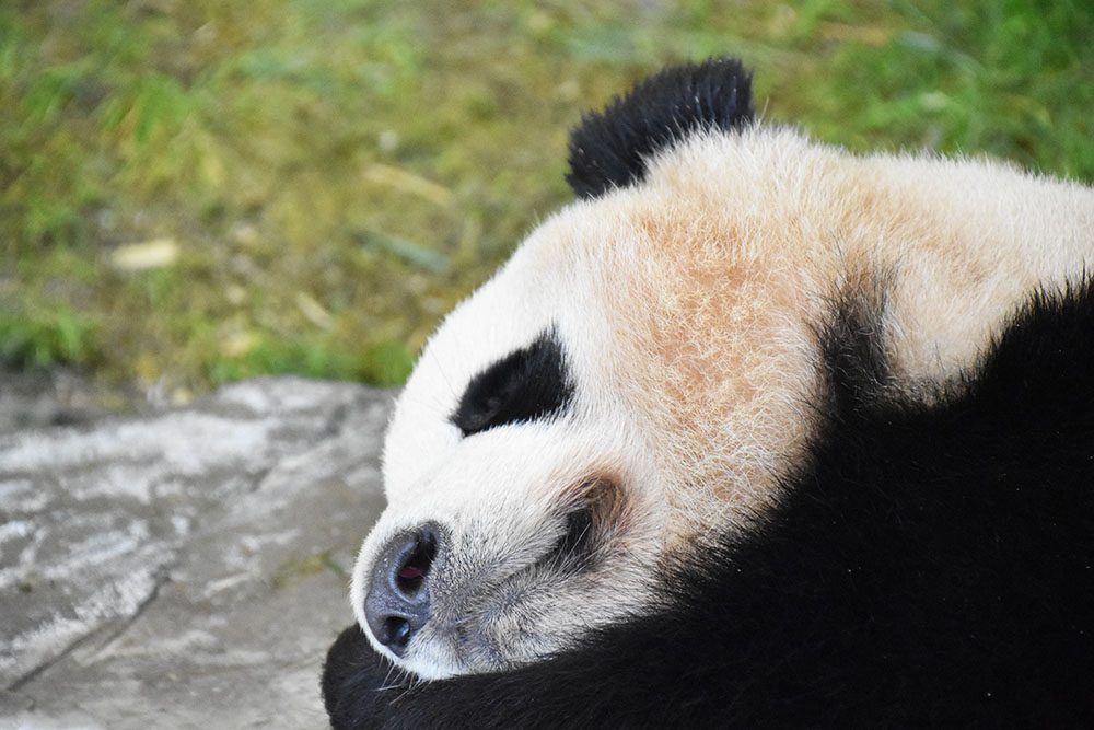 和歌山にある動物の楽園「アドベンチャーワールド」がおもしろい！