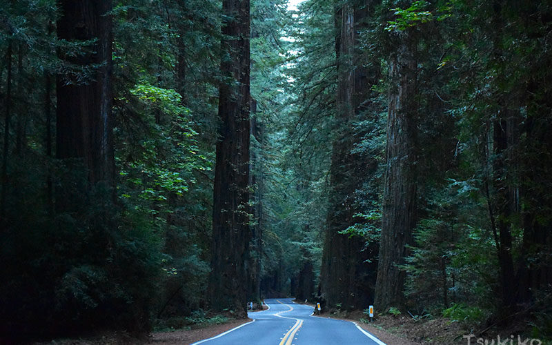 世界一の巨木が林立するレッドウッド国立・州立公園でヒーリング